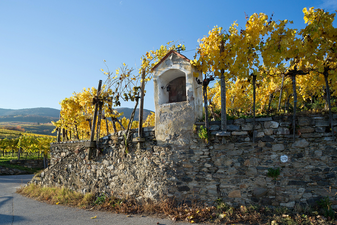 Weingärten bei Weißenkirchen in der Wachau