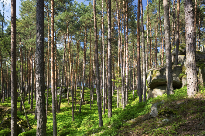 Waldlandschaft