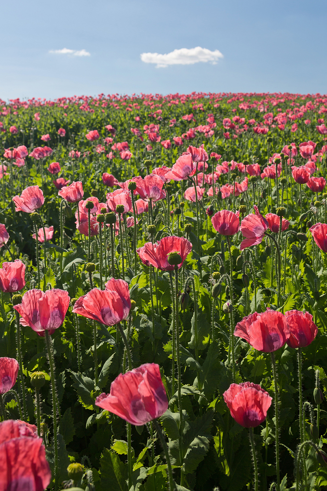 Mohnblumenfeld bei Armschlag im Waldviertel