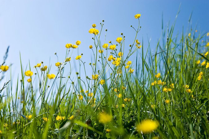 Blumenwiese im Frühling